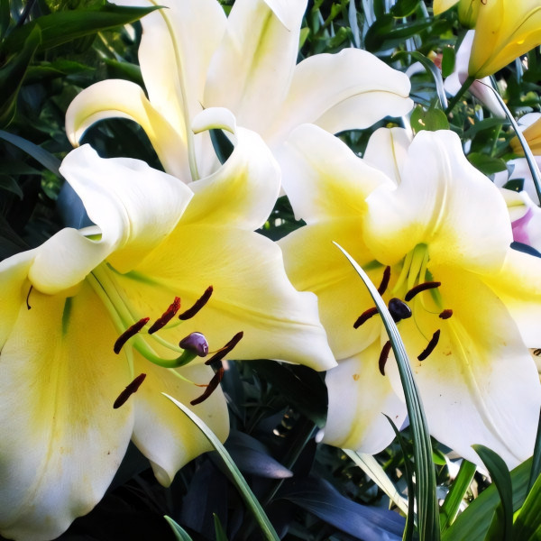 Луковицы Саженцы Лилия ОТ гибрид Conca D'or (Конка Д'ор) (3шт.)