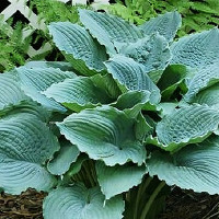 Саженцы Хоста Queen of the Seas (Квин оф зе Сиаз) L