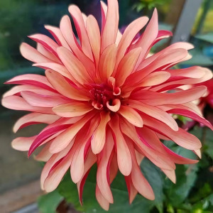 Саженцы Георгина гэллери Gallery Art Deco (Гэллери Арт Деко)