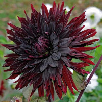 Саженцы Георгина кактусовая Black Jack (Блэк Джек)