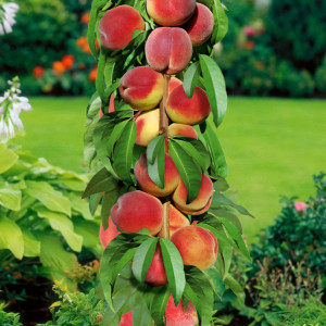 Саженцы Персик колоновидный Золотой Триумф