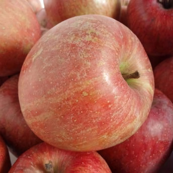 Саженцы Яблоня Фуджион