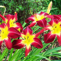 Саженцы Лилейник Ruby Spider (Руби Спайдер)
