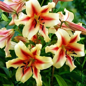  Лилия ОТ гибрид Lavon (Лавон)