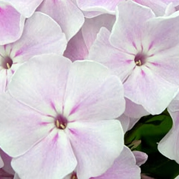 Саженцы Флокс метельчатый Зимнее утро