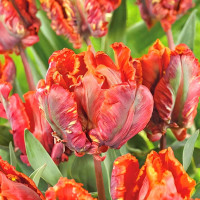 Луковицы Тюльпан попугайный Блумекс (в упаковке - 3шт.)