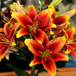  Лилия АОА гибрид Avalon Sunset (Авалон Сансет)