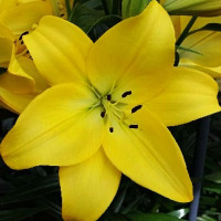 Луковицы  Лилия ЛА гибрид Malesco (Малеско) (3шт.)