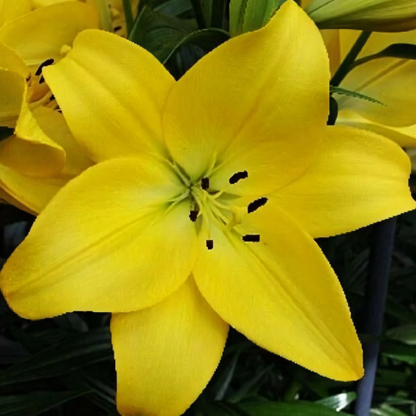 Луковицы  Лилия ЛА гибрид Malesco (Малеско) (3шт.)