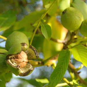 Саженцы Орех грецкий Изящный