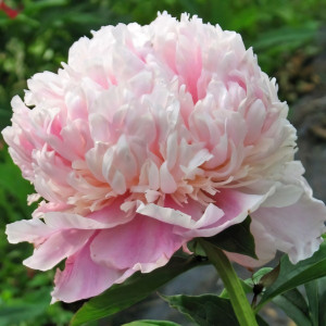 Саженцы Пион Sweet Sixteen (Свит Сикстин)