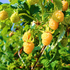 Саженцы Малина желтая Золотистый гигант