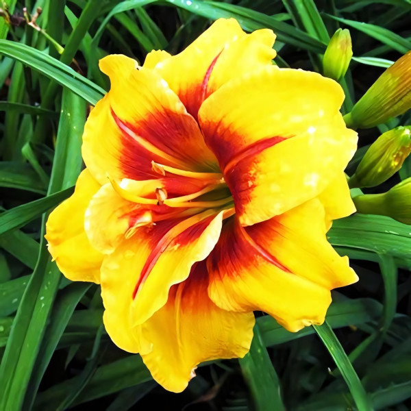 Саженцы Лилейник Mount Helena (Маунт Хелена)