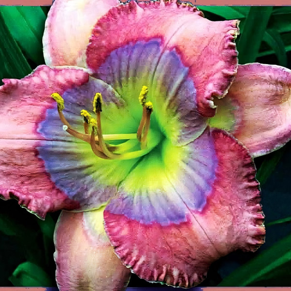 Саженцы Лилейник Blue Pearl (Блю Перл)