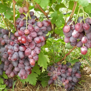 Саженцы Виноград Граф Монте Кристо