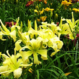 Саженцы Лилейник Dessert Icicle (Десерт Исайкл)