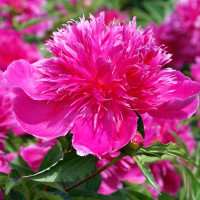 Саженцы Пион Purple Spider (Перпл Спайдер)