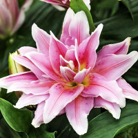 Луковицы  Лилия махровая восточная Roselily Natalia (Розели Наталия) (3шт.)