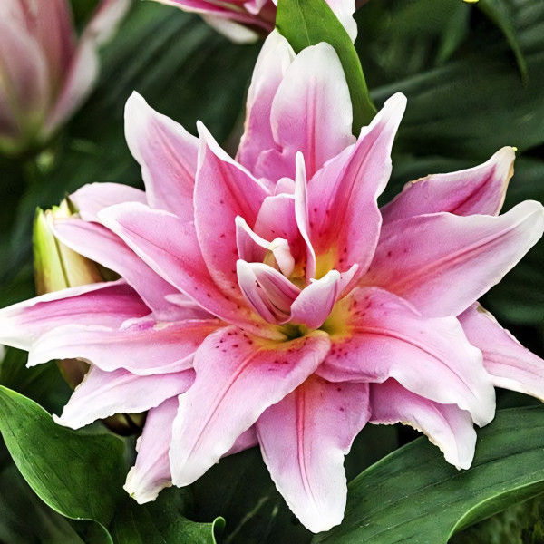 Луковицы  Лилия махровая восточная Roselily Natalia (Розели Наталия) (3шт.)