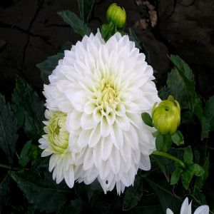 Саженцы Георгина гэллери Art Fair