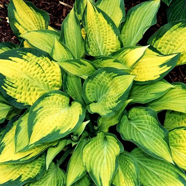 Саженцы Хоста гибридная Pauls Glory (Полс Глори) М