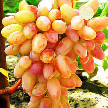 Саженцы Виноград Золотой юбилей