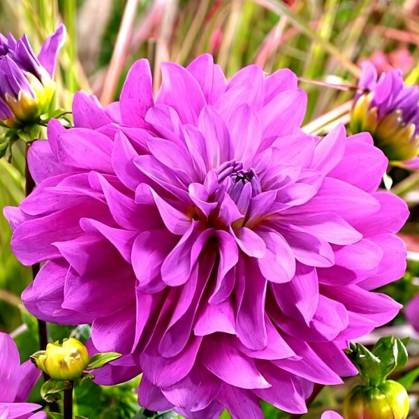 Саженцы Георгина декоративная Bluetiful (Блютифул)