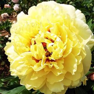 Саженцы Пион Sonoma Yedo (Сонома Йедо)