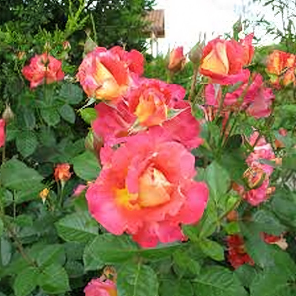 Саженцы Роза плетистая  Декор Арлекин