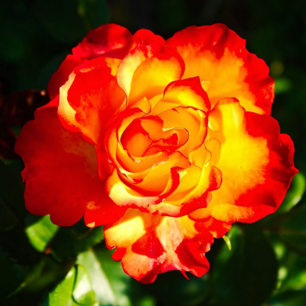 Саженцы Роза спрей Файер Флеш