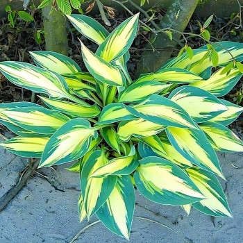 Саженцы Хоста Party Popper (Пати Поппер) М