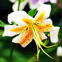 Луковицы  Лилия Lady Alice (Леди Алиса) (3шт.)