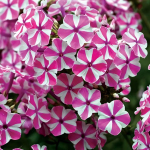 Саженцы Флокс Candy Twist (Кэнди Твист)