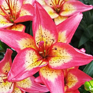  Лилия Элегант Джой