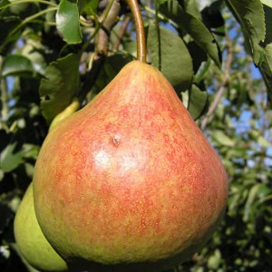 Саженцы Груша Память Яковлева