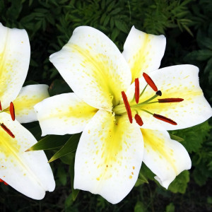  Лилия восточная Legend (Легенда)