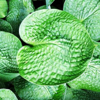 Саженцы Хоста Black Hills (Блэк Хиллс) L