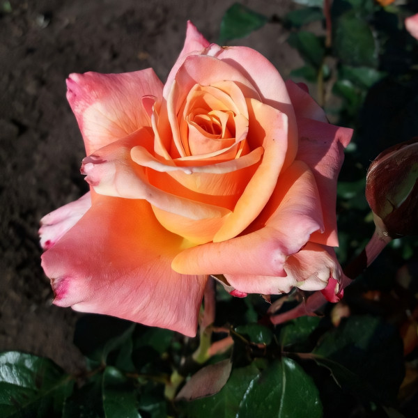 Саженцы Роза чайно-гибридная Карамба