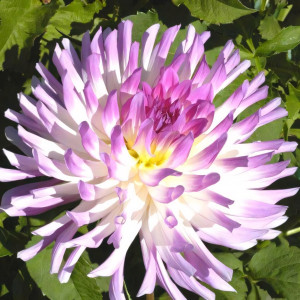 Саженцы Георгина Bold Accent