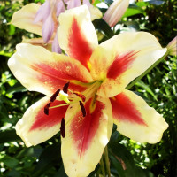 Луковицы Саженцы Лилия ОТ гибрид Lavon (Лавон) (3шт.)