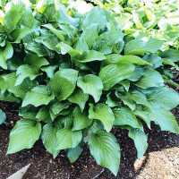 Саженцы Хоста Royal Standard (Роял Стандарт) L