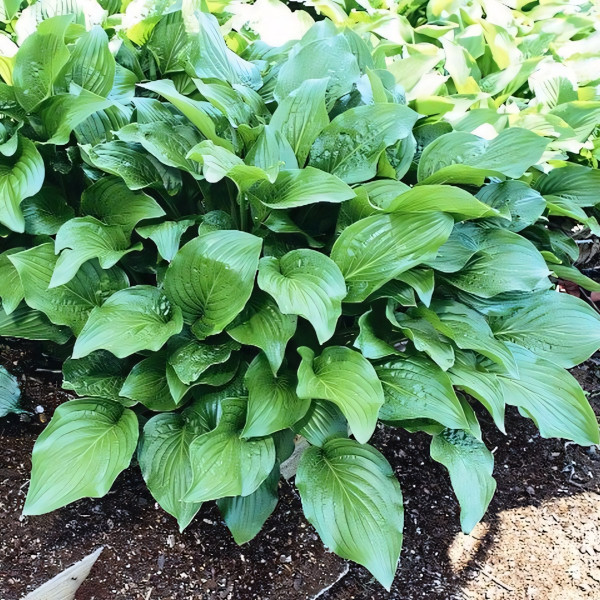 Саженцы Хоста Royal Standard (Роял Стандарт) L