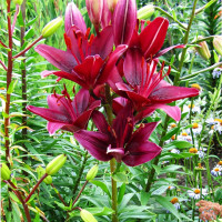 Луковицы  Лилия Black Out (3шт.)