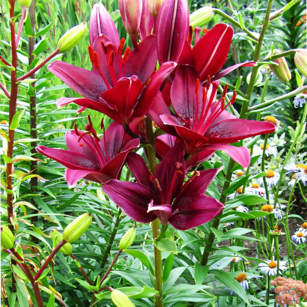 Луковицы  Лилия Black Out (3шт.)