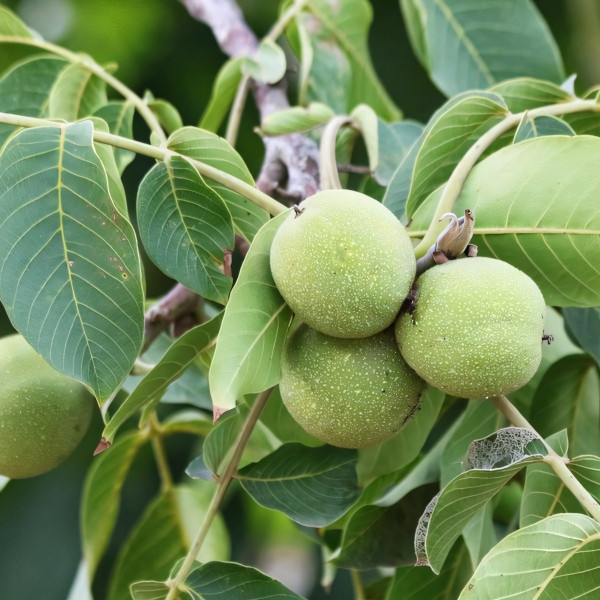 Саженцы Орех грецкий Садко