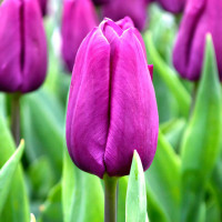 Луковицы Мега экономия! Тюльпан Пурпл Принц (в упаковке - 3шт.)