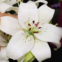 Луковицы  Лилия ЛА гибрид Eyeliner (Айлинер) (3шт.)