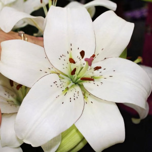  Лилия ЛА гибрид Eyeliner (Айлинер)