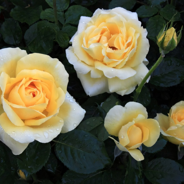 Саженцы Роза чайно-гибридная Казанова