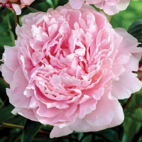 Саженцы Пион Sarah Bernhardt (Сара Бернар)